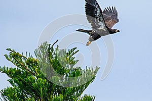 Immature Bald Eagle Launching from Tree