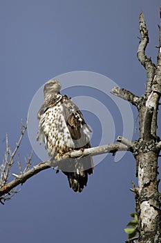 Immature Bald Eagle perched