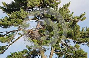 Immature Bald Eagle