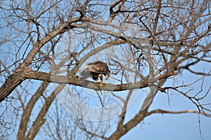 Immature Bald eagle picking at its morning catch