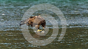 Immature bald eagle picks at a chum salmon in the cold Nooksack River water