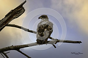 Immature Bald Eagle Side View on Branch