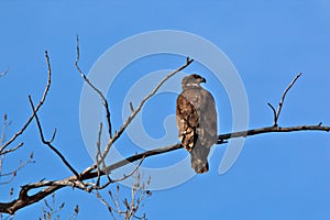 Immature Bald Eagle