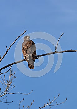 Immature Bald Eagle