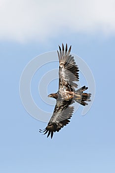 Immature Bald Eagle soaring