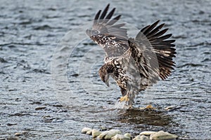 Immature bald eagle stomps on a chum salmon