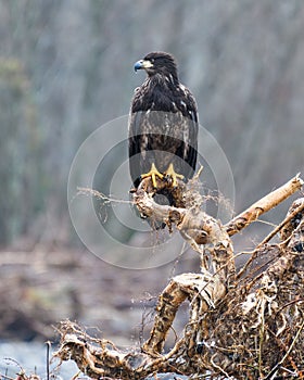 Immature bald eagle surveys the river from a tangled stump
