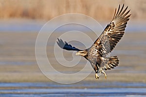 Immature Bald Eagle taking off with fish image.