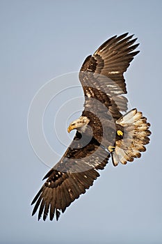 Immature Bald Eagle turning in flight image