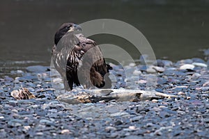 Immature bald eagle with whole chum salmon carcass