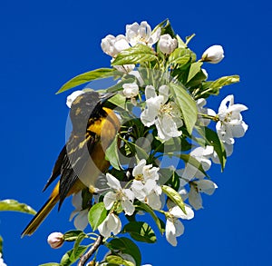 A Immature Baltimore Oriole #1