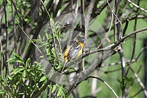 Immature Baltimore Oriole #2