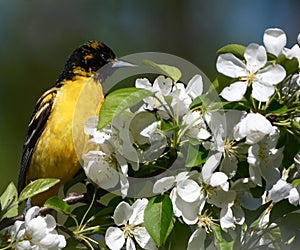 A Immature Baltimore Oriole #2