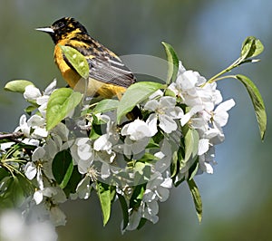 A Immature Baltimore Oriole #4