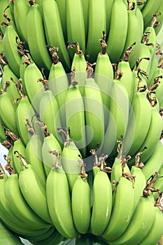 Immature bananas