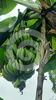 Immature Bananas on Banana Tree