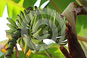 Immature Bananas on Banana Tree