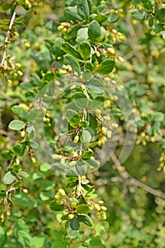 Immature barbaris Canadian berries Berberis canadensis Mill photo