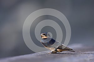 Immature Barn Swallow  806091