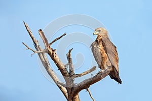 Immature Bateleur eagle on dead tree