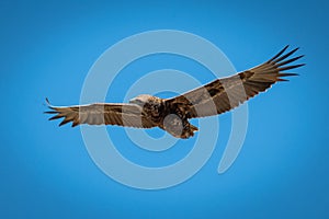 Immature bateleur eagle gliding in blue sky