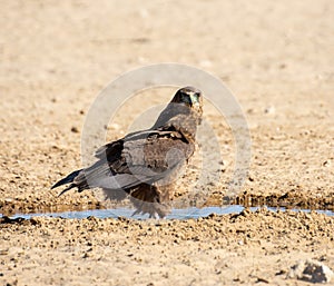 Immature Bateleur Eagle