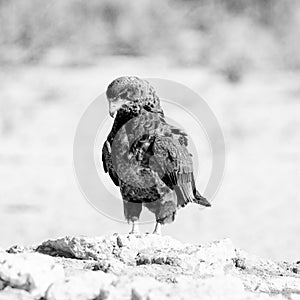 Immature Bateleur Eagle