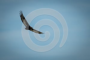 Immature bateleur soars in perfect blue sky