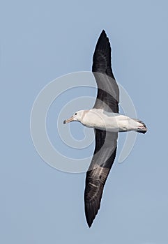 Immature Black browed Albatross in flight