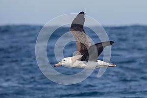 Immature Black browed Albatross in flight photo