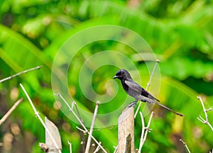 Immature Black Drongo