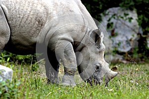 Immature Black Rhino    605026