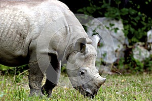 Immature Black Rhino    605028