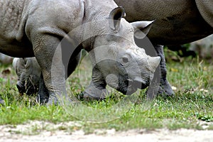 Immature Black Rhino    605046