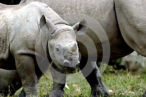 Immature Black Rhino    605047