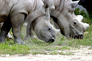 Immature Black Rhino    605049