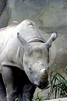 Immature Black Rhino    605022