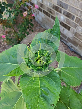 an immature bloom of a sunflower waiting to explode