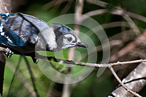 Immature Blue Jay in Tree
