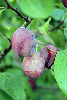 Immature blue plums
