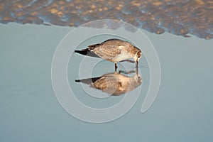 Immature Bonaparte's gull and reflection