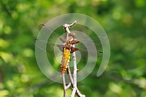 Broad-bodied Chaser Dragonfly - Libellula depressa at rest. photo