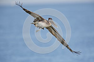 Immature Brown Pelican banking in flight - Florida