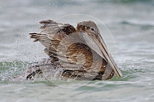 Immature Brown Pelican bathing in the Gulf of Mexico