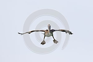 Immature Brown Pelican coming in for a landing - Florida