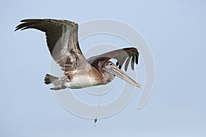 Immature Brown Pelican with a fishing line around its neck - Flo