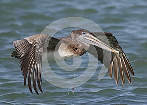 Immature Brown Pelican with a fishing line around its neck - Flo