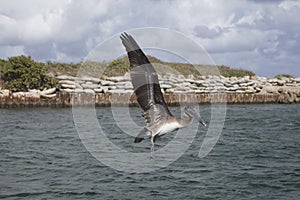 Immature Brown Pelican Flying over Boca Raton Inlet