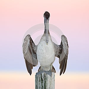 Immature Brown Pelican perched on a dock piling - Cedar Key, Flo