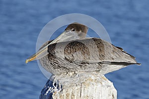 Immature Brown Pelican perched on a dock piling - Cedar Key, Flo